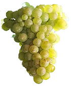 Weißburgunder