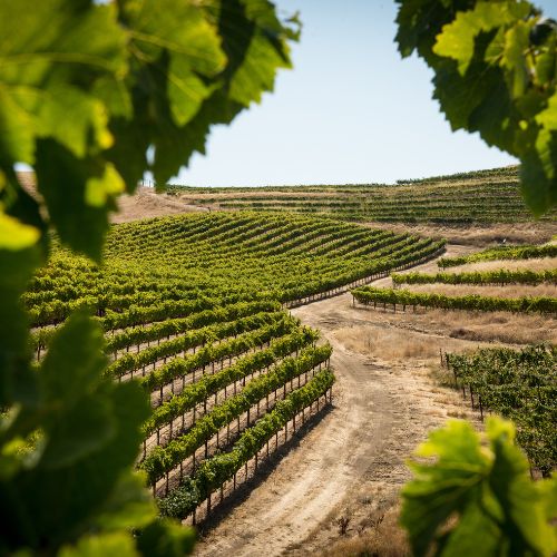 Cuvée Vieilles Vignes
