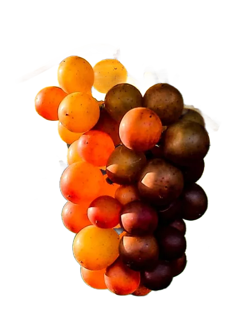 Pinot Gris