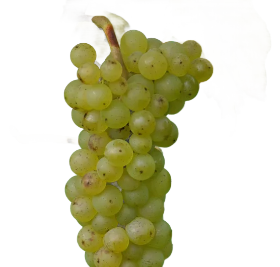 Auxerrois