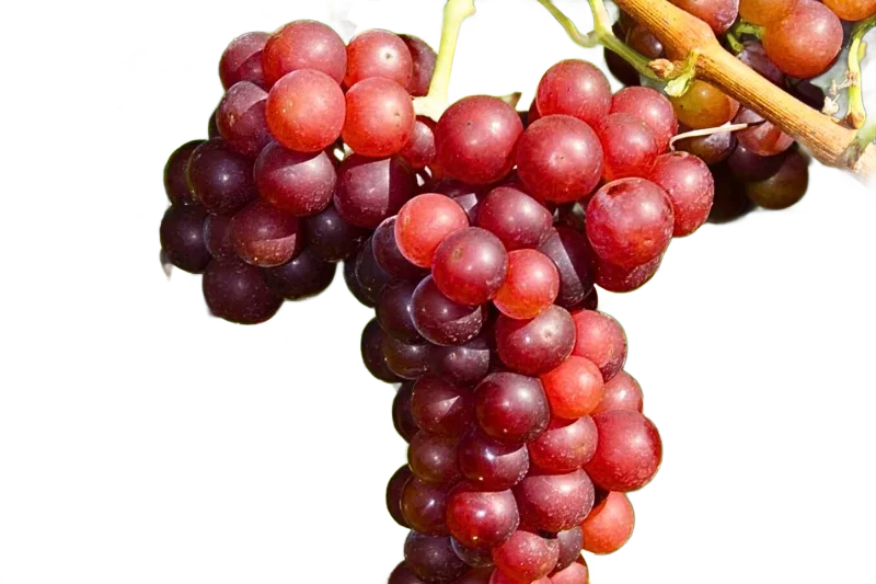 Roter Muskateller