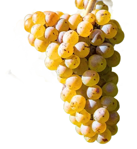 Rheinriesling