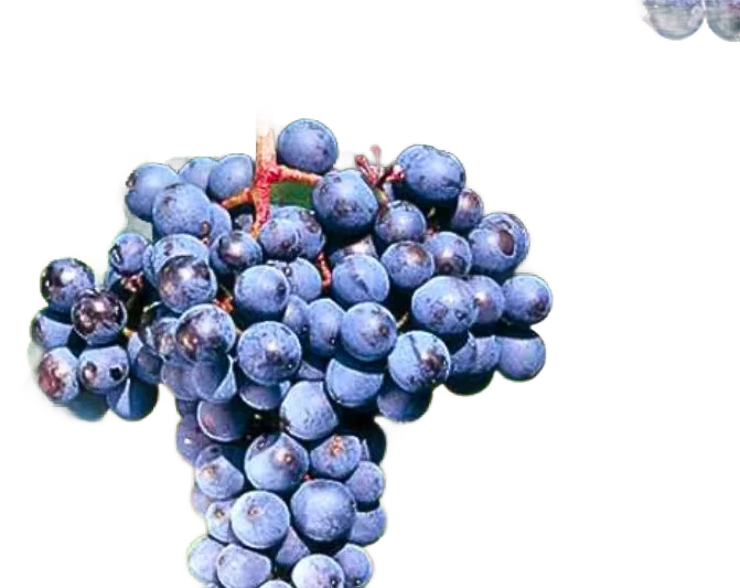 Blauburger