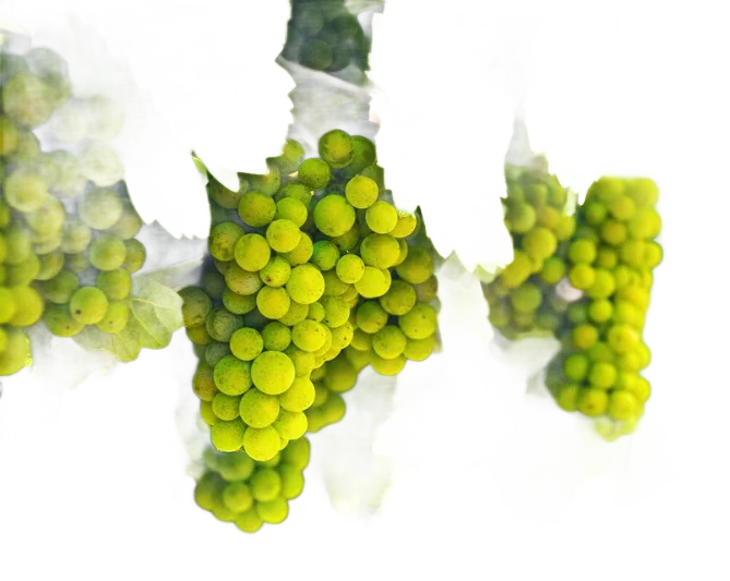 Grüner Veltliner