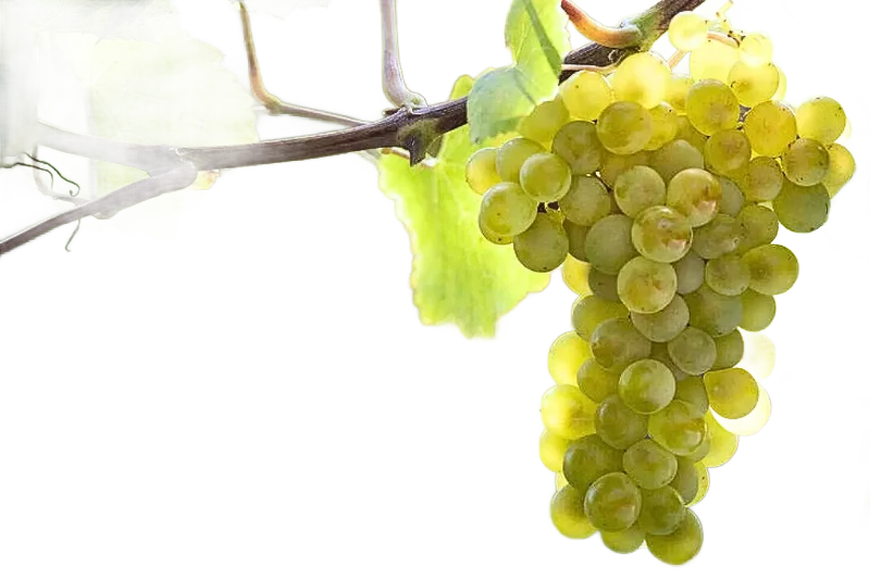 Pinot Blanc