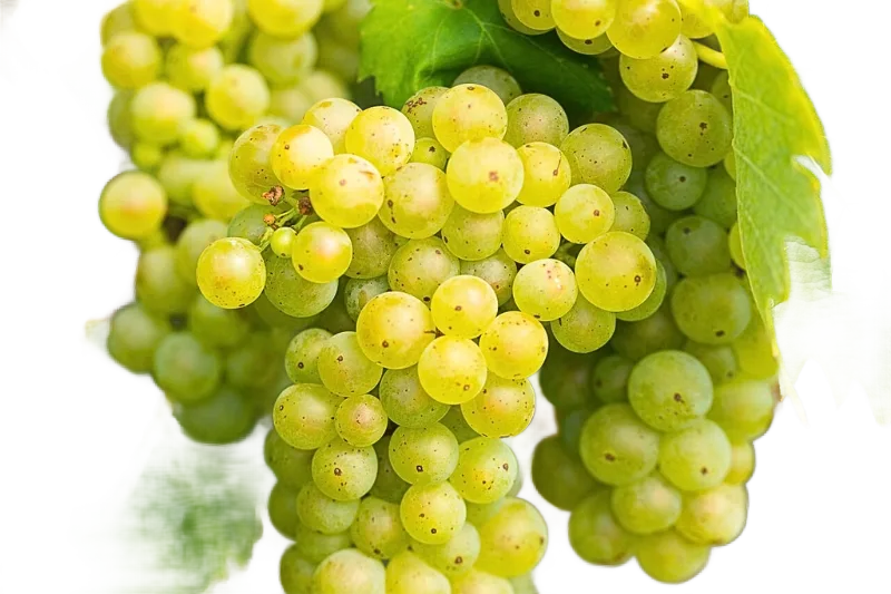 Welschriesling Trockenbeerenauslese