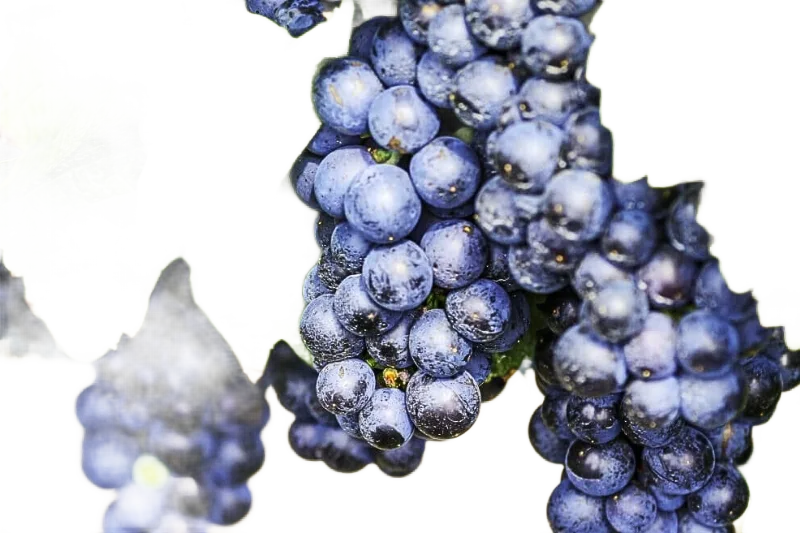 Zweigelt Rotwein