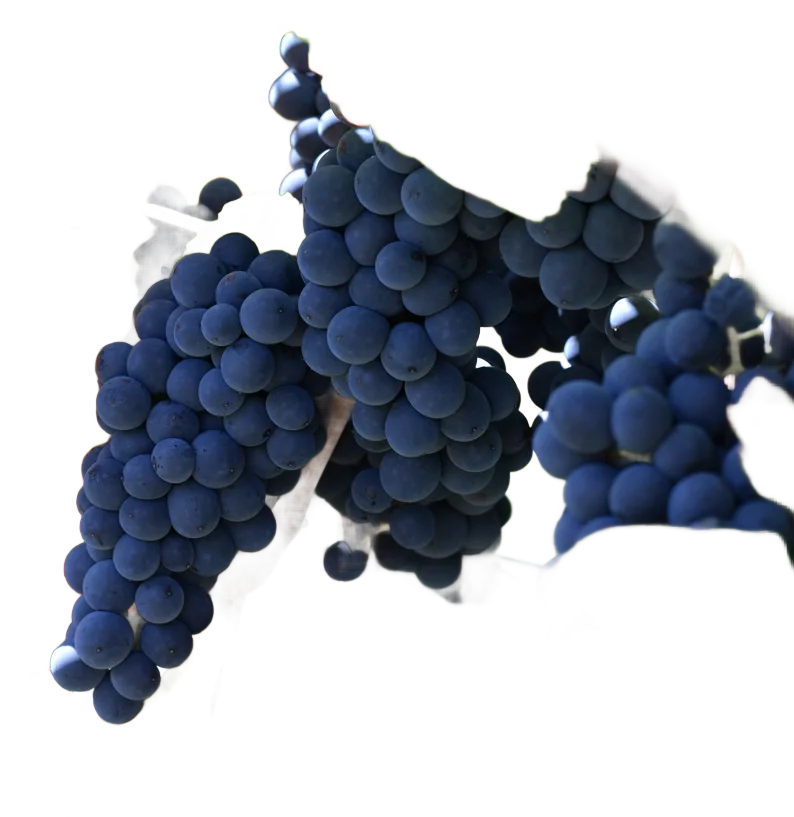 Pinot Noir
