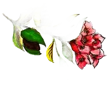 Friulano