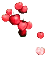 Merlot