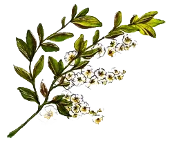 Verduzzo Friulano