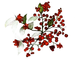 Malvasia