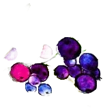 Schioppettino