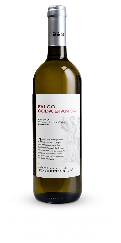 Gaita Falco Coda Bianca