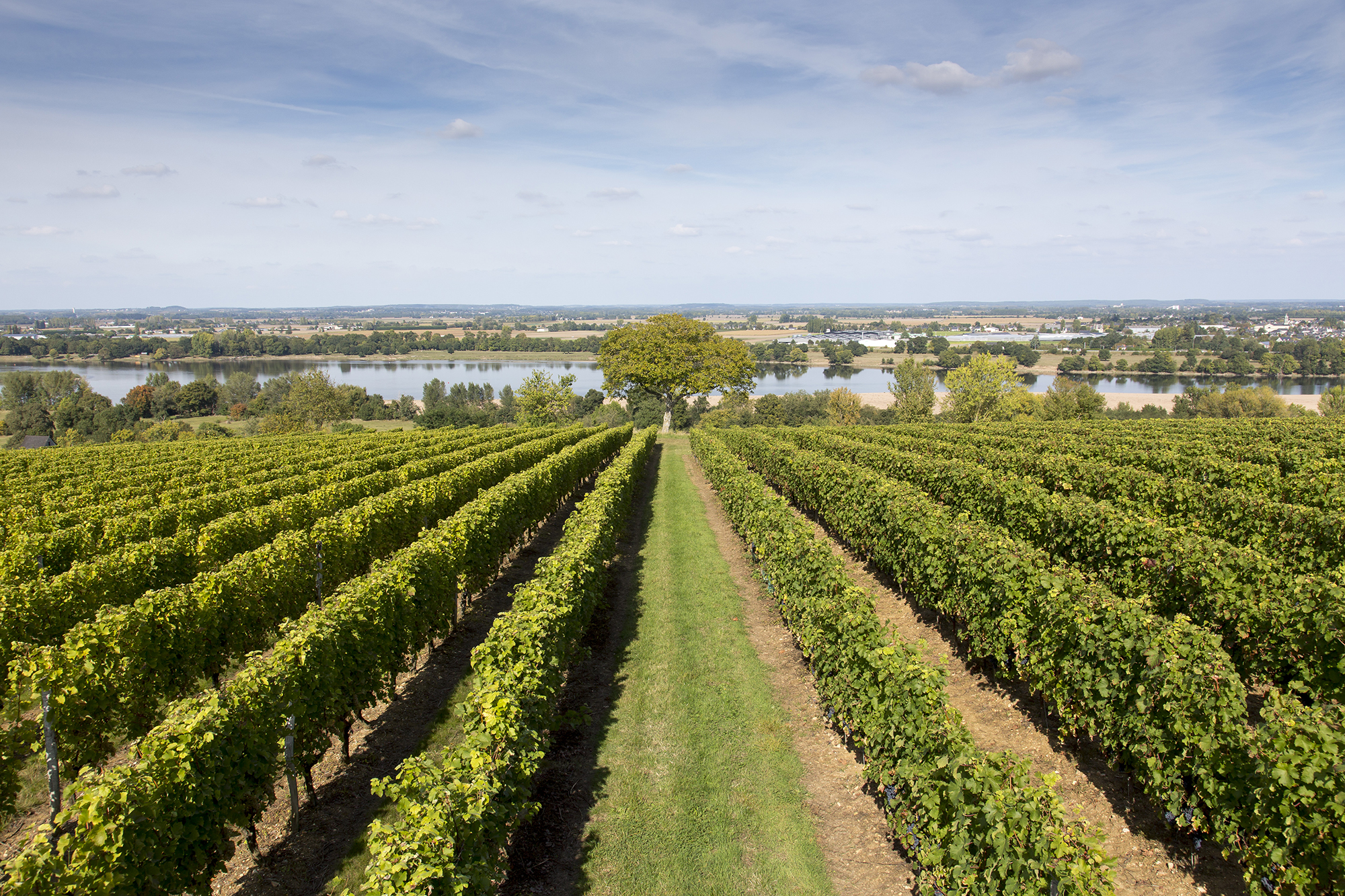 Anjou Rouge