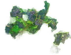 Poulsard