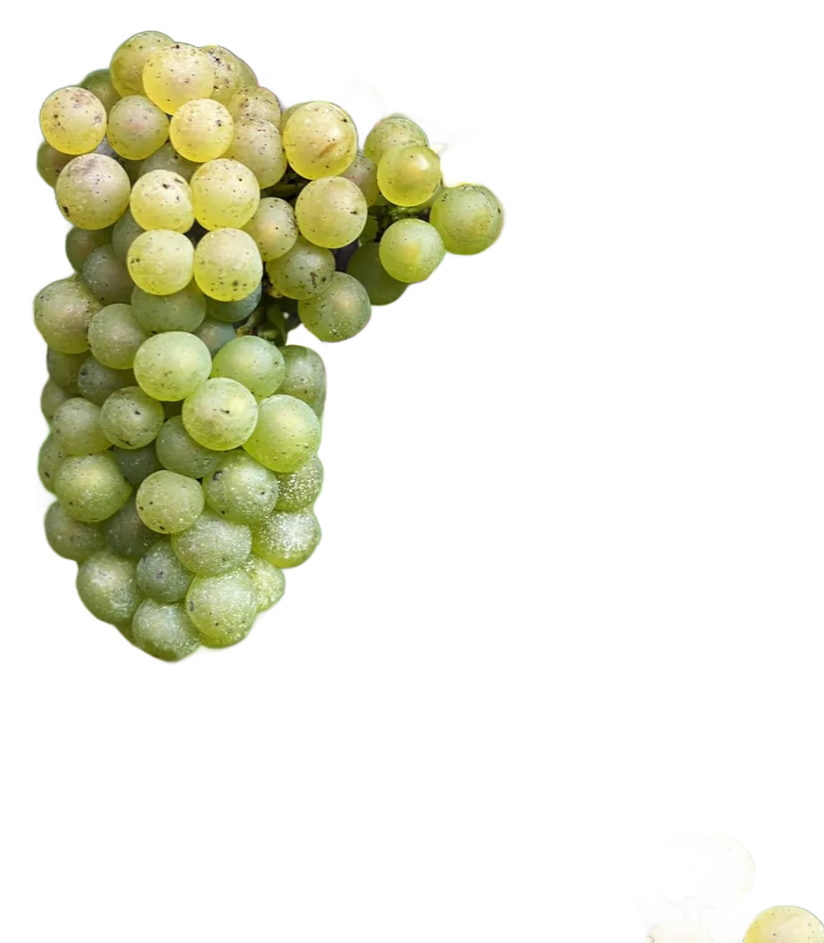 Chardonnay
