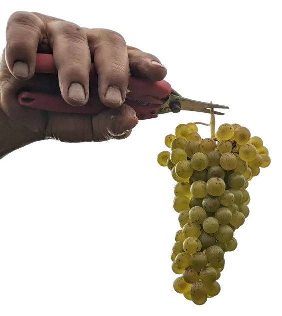Müller-Thurgau