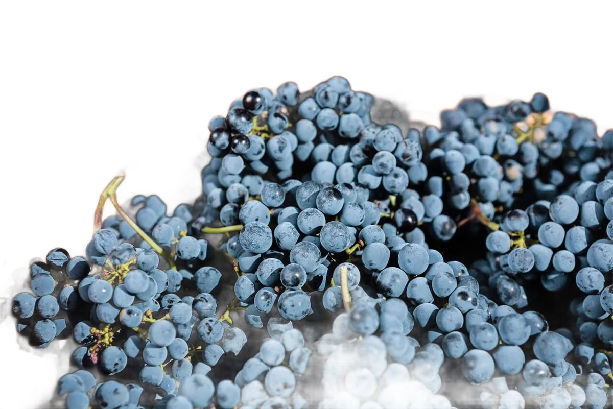 Petit Verdot