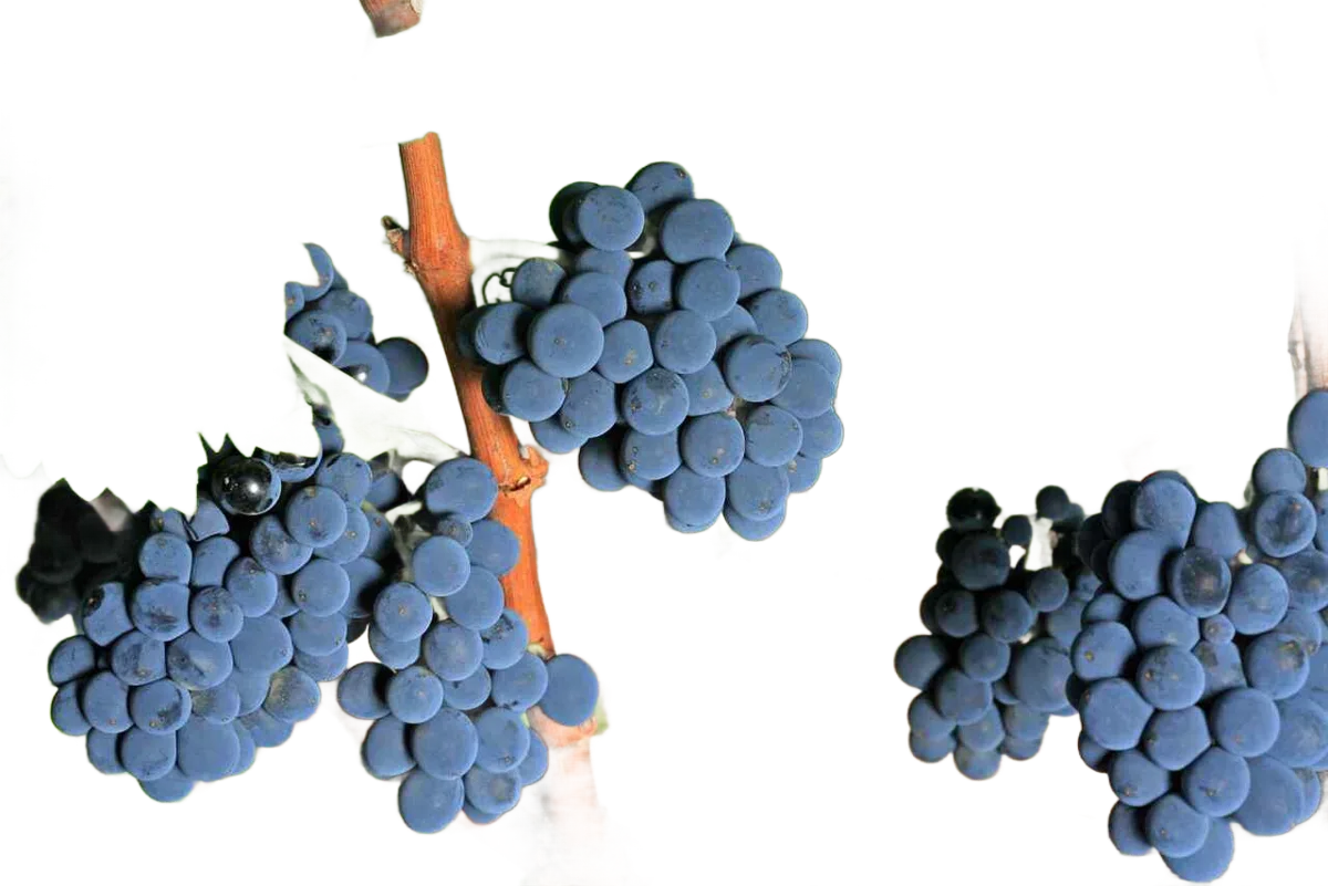 Garnacha Tintorera
