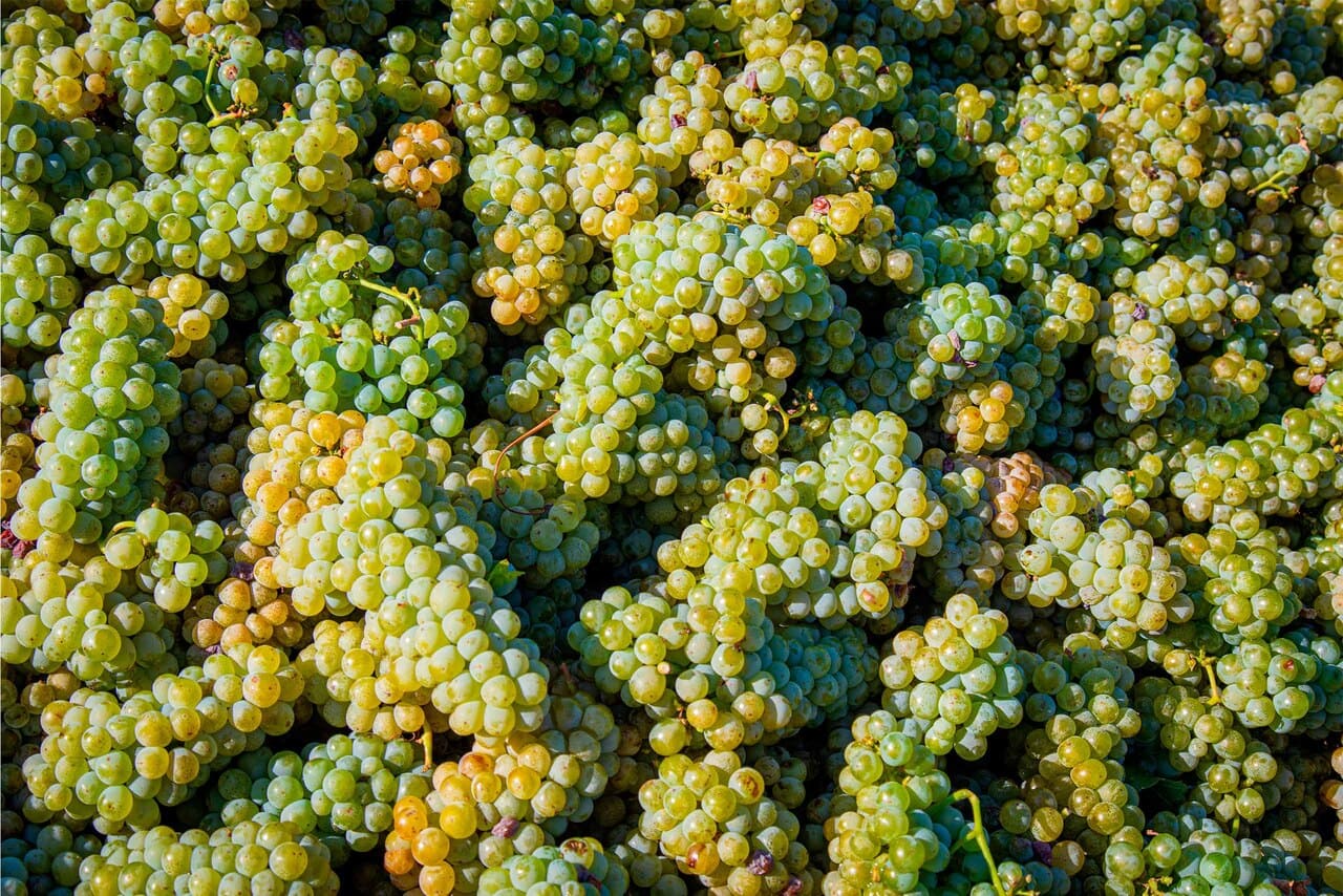 Verdejo