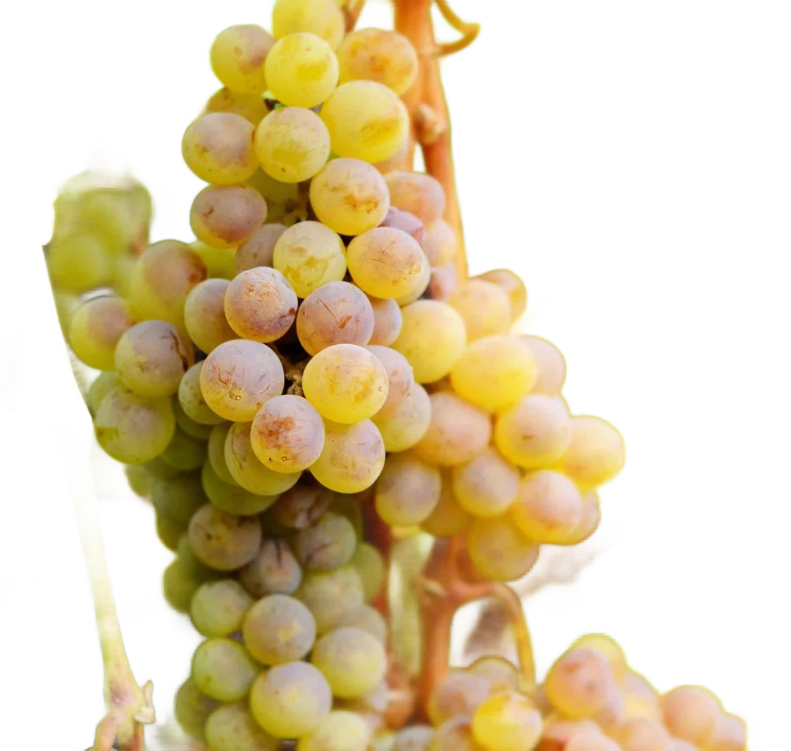 Moscatel