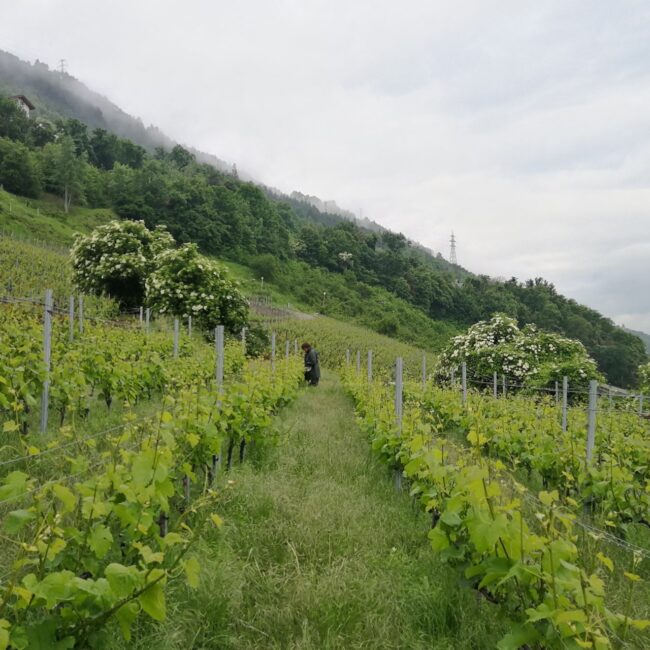 Pinot Gris de Sion 2024